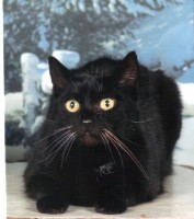 /album/fotogalerie-miezekatzen/fotosession-mit-trixi-jpg/